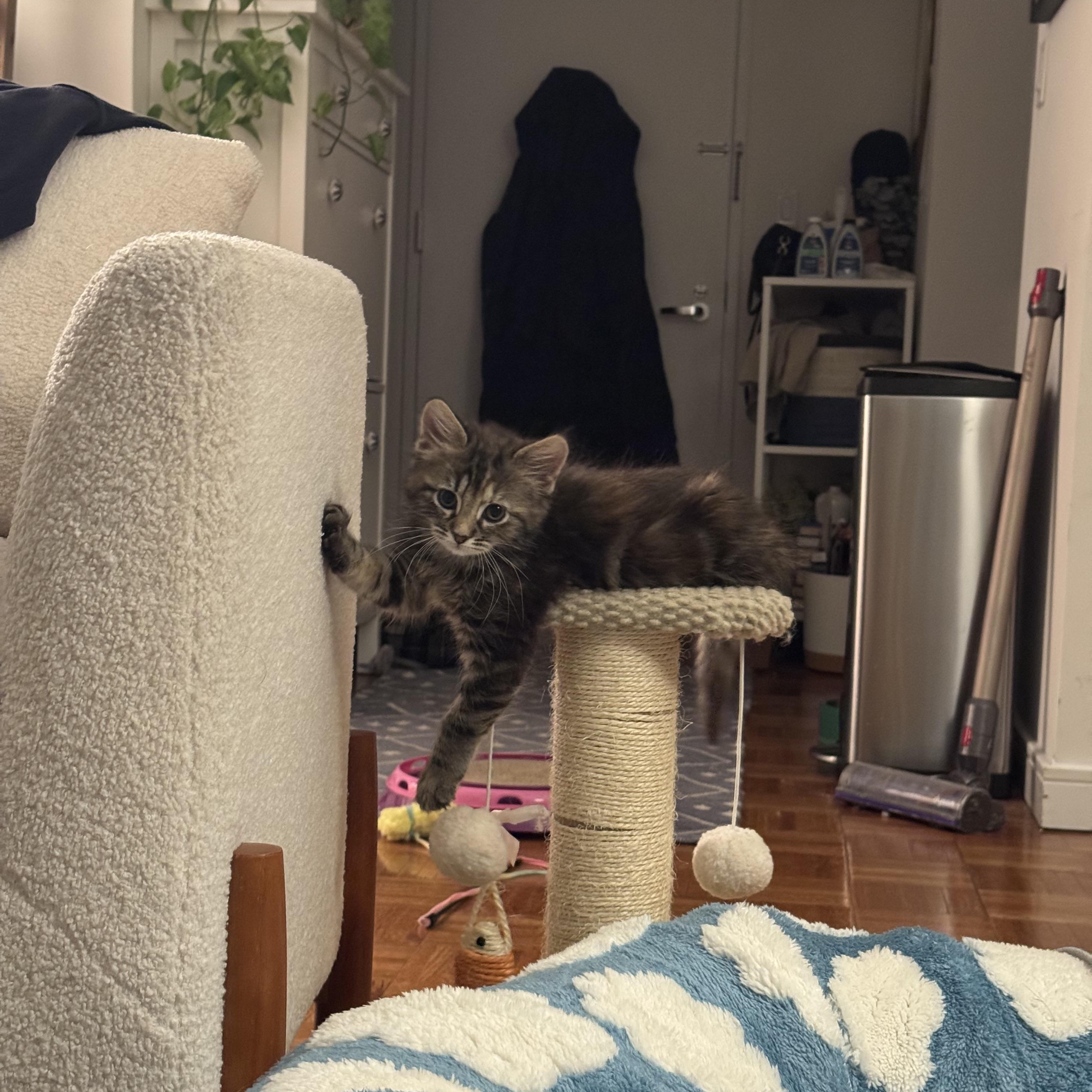 Enlarge Camille , an adopted Domestic Long Hair in Brooklyn, NY image 3/5