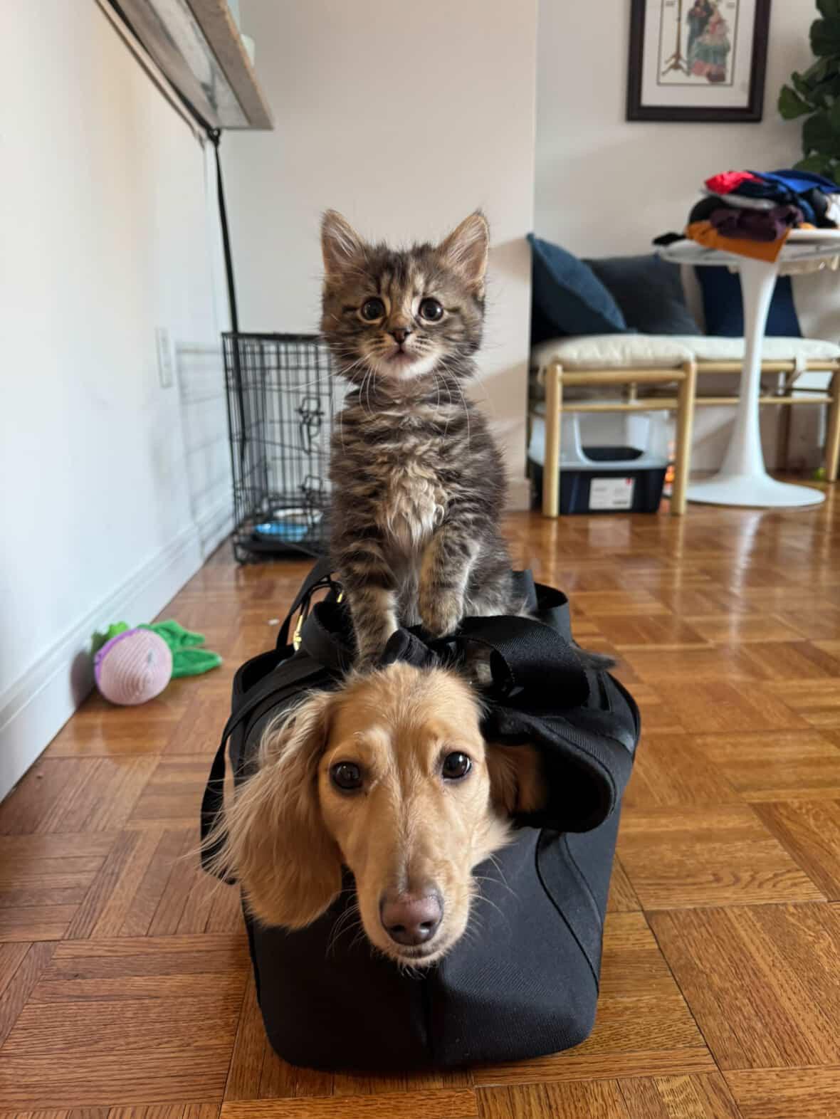 Enlarge Camille , an adopted Domestic Long Hair in Brooklyn, NY image 2/5