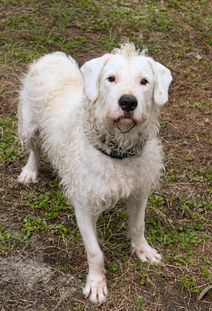 Enlarge Coconut, a Adoptable mixed breed in Palm City, FL image 2/3