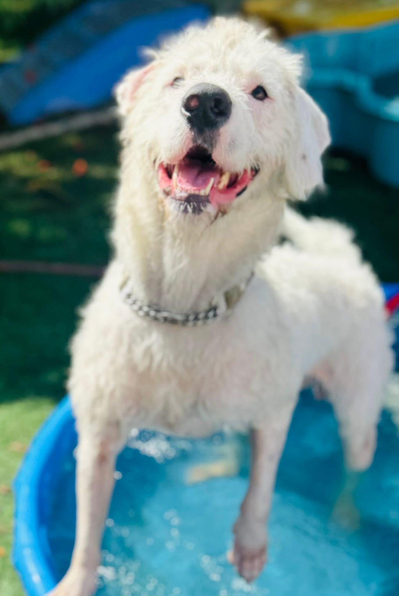 Enlarge Coconut, a Adoptable mixed breed in Palm City, FL image 1/1