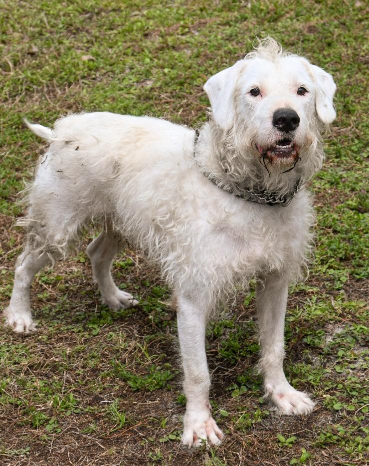 Enlarge Coconut, a Adoptable mixed breed in Palm City, FL image 1/3