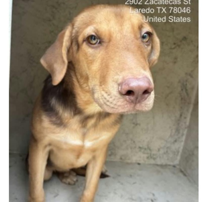 Enlarge Felix, a Adoptable Mixed Breed in Boise, ID image 1/2
