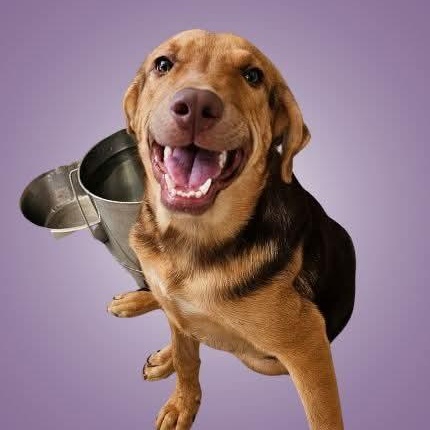 Enlarge Felix, a Adoptable Mixed Breed in Boise, ID image 2/2