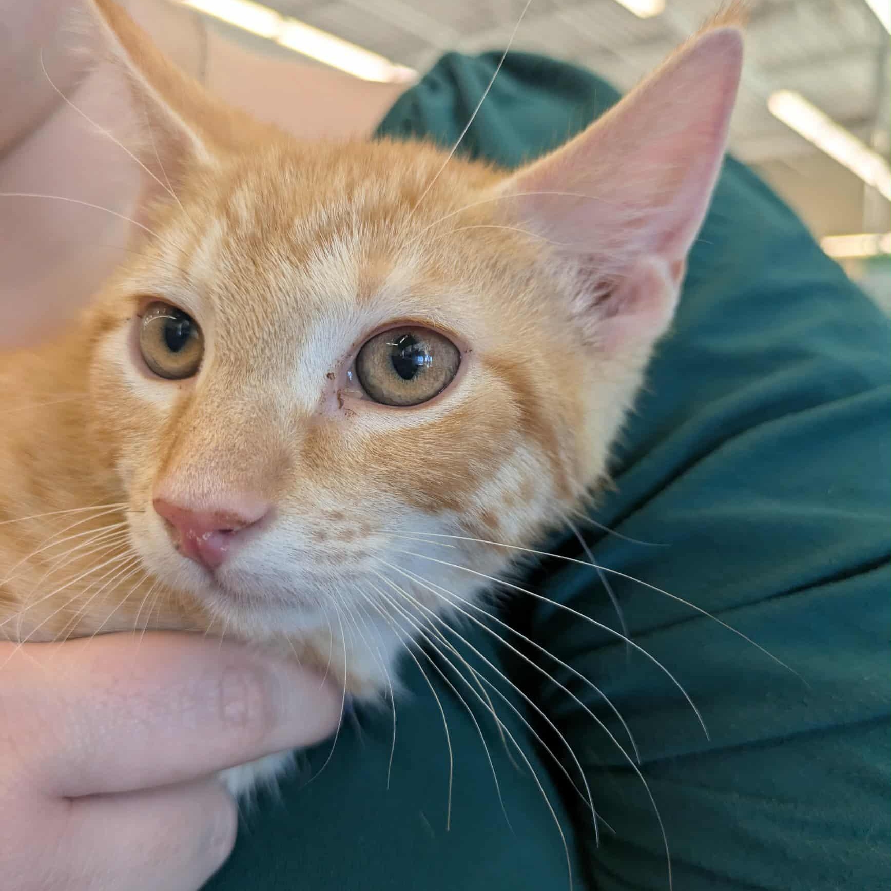 Enlarge Apollo, a Adoptable Domestic Short Hair in Fairborn, OH image 2/5