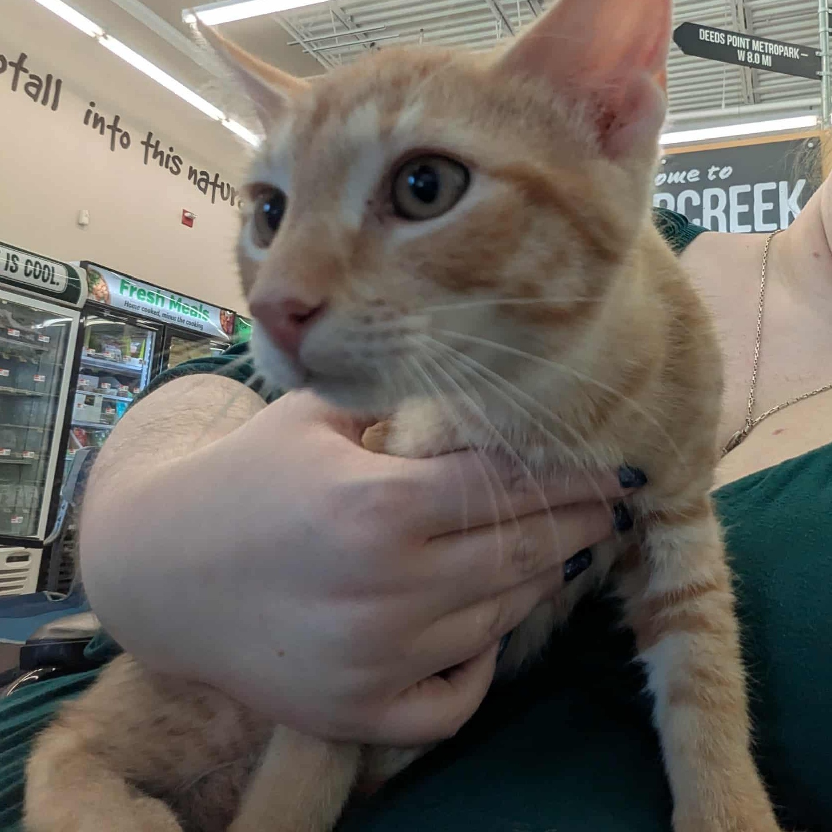 Enlarge Apollo, a Adoptable Domestic Short Hair in Fairborn, OH image 5/5