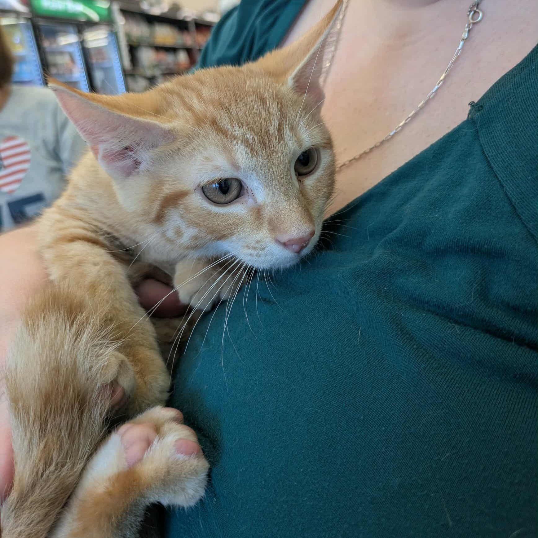 Enlarge Apollo, a Adoptable Domestic Short Hair in Fairborn, OH image 1/5