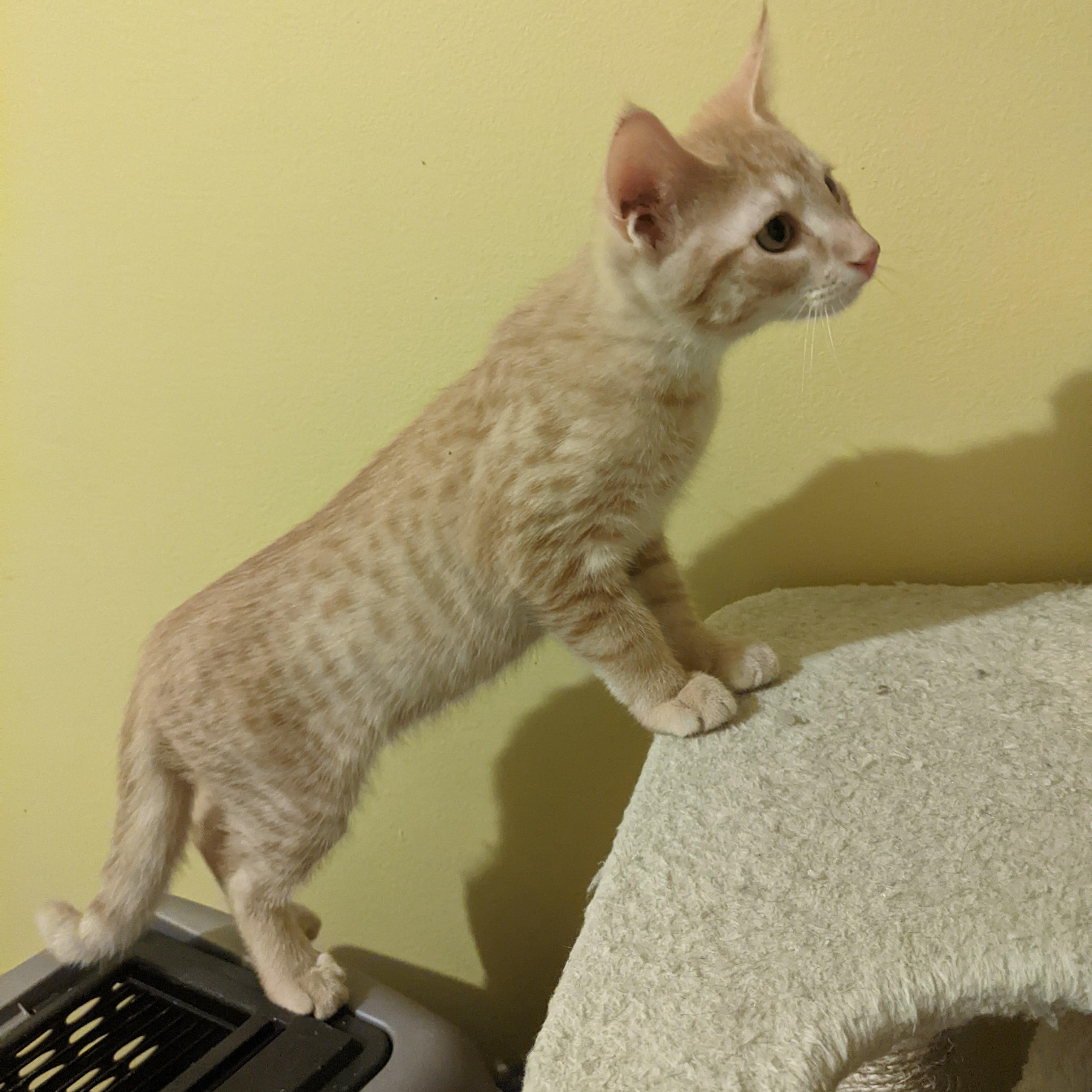 Enlarge Apollo, a Adoptable Domestic Short Hair in Fairborn, OH image 4/5