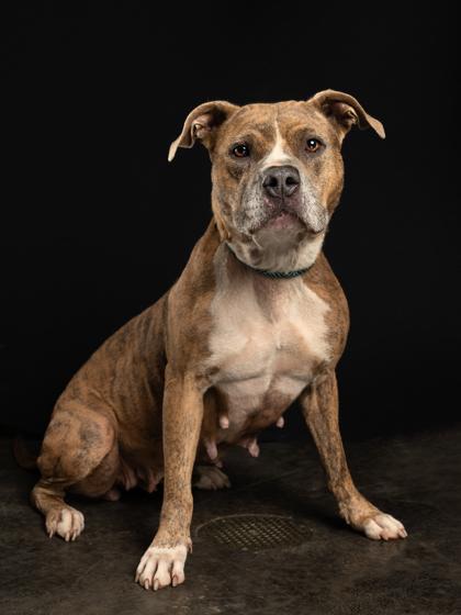 Enlarge Leeanne, a Adoptable mixed breed in Atlanta, GA image 1/3