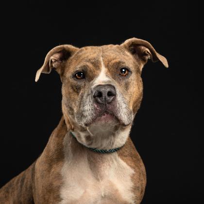 Enlarge Leeanne, a Adoptable mixed breed in Atlanta, GA image 2/3