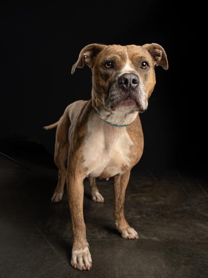 Enlarge Leeanne, a Adoptable mixed breed in Atlanta, GA image 3/3