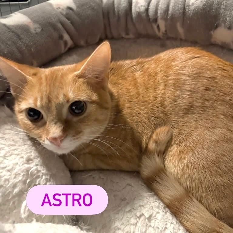 Enlarge ASTRO, a Adopted Domestic Short Hair in Pegram, TN image 1/1