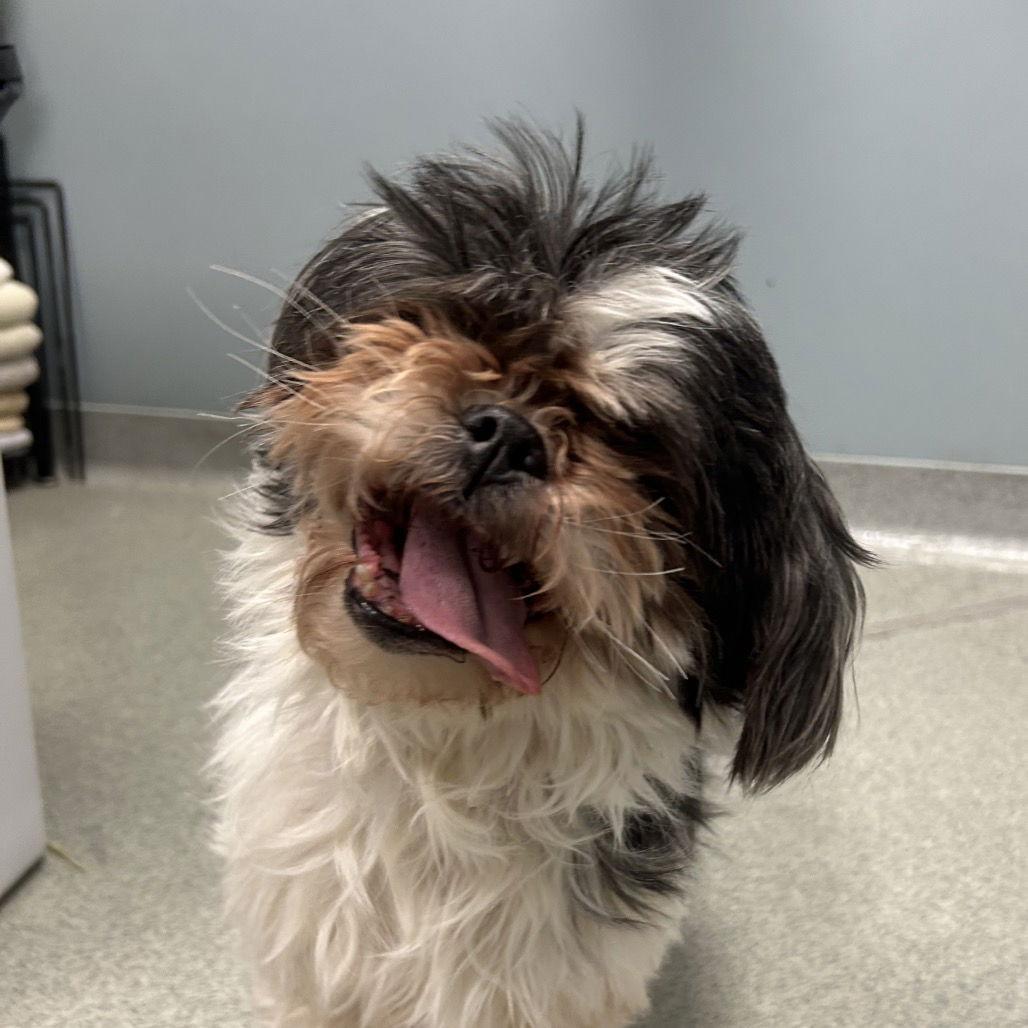 Enlarge Tinker, a Adoptable Shih Tzu in New Castle, DE image 1/1