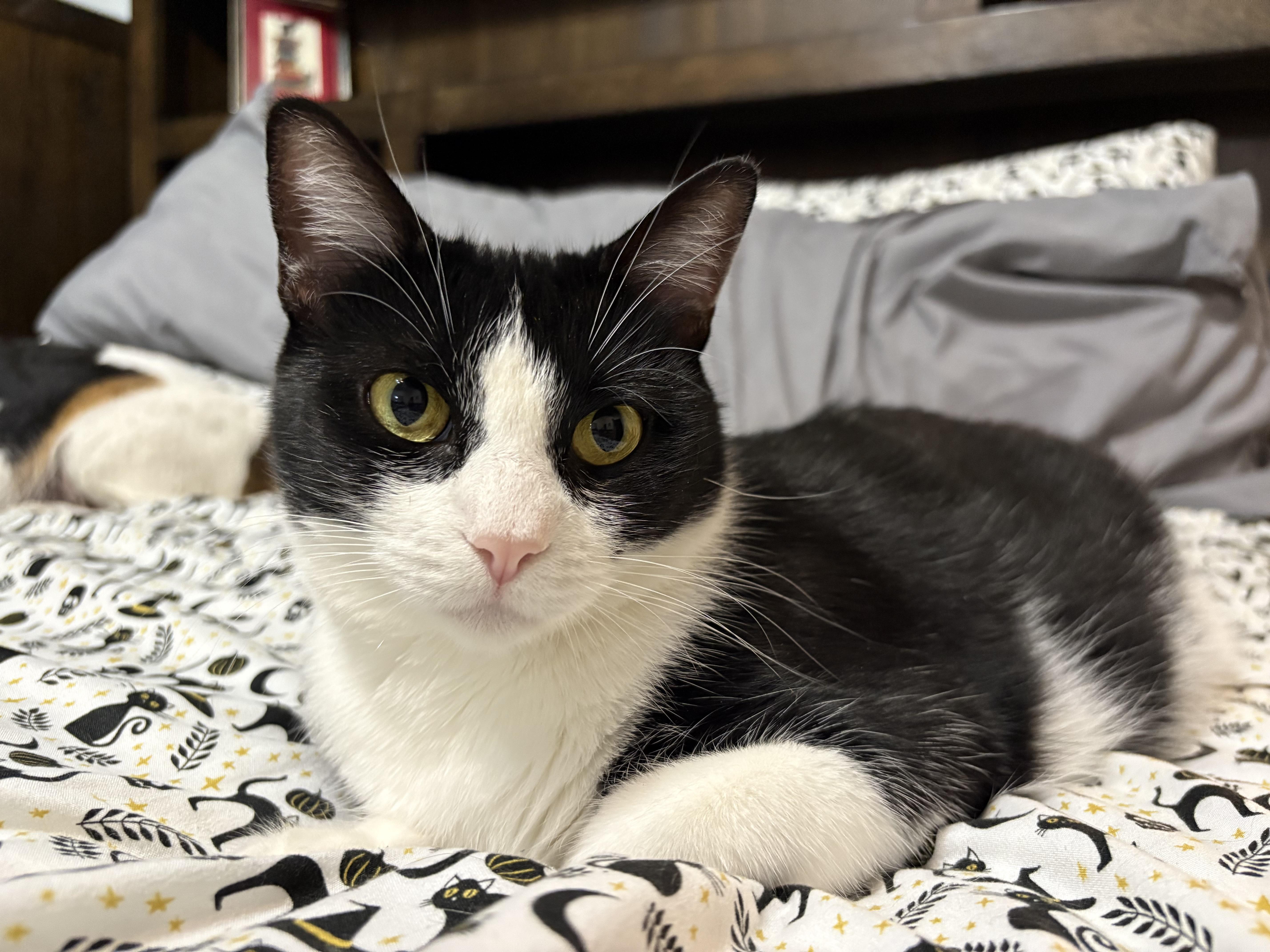 Olive photo