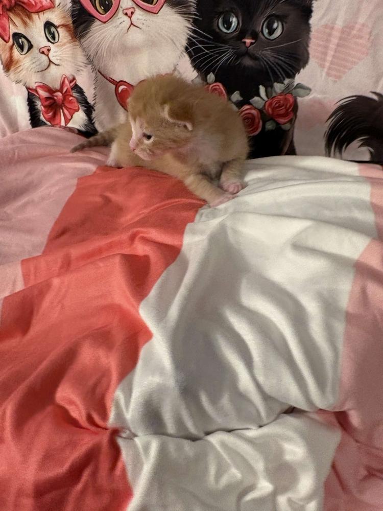 Enlarge Fontina, a Adoptable mixed breed in Grand Rapids, MI image 2/6