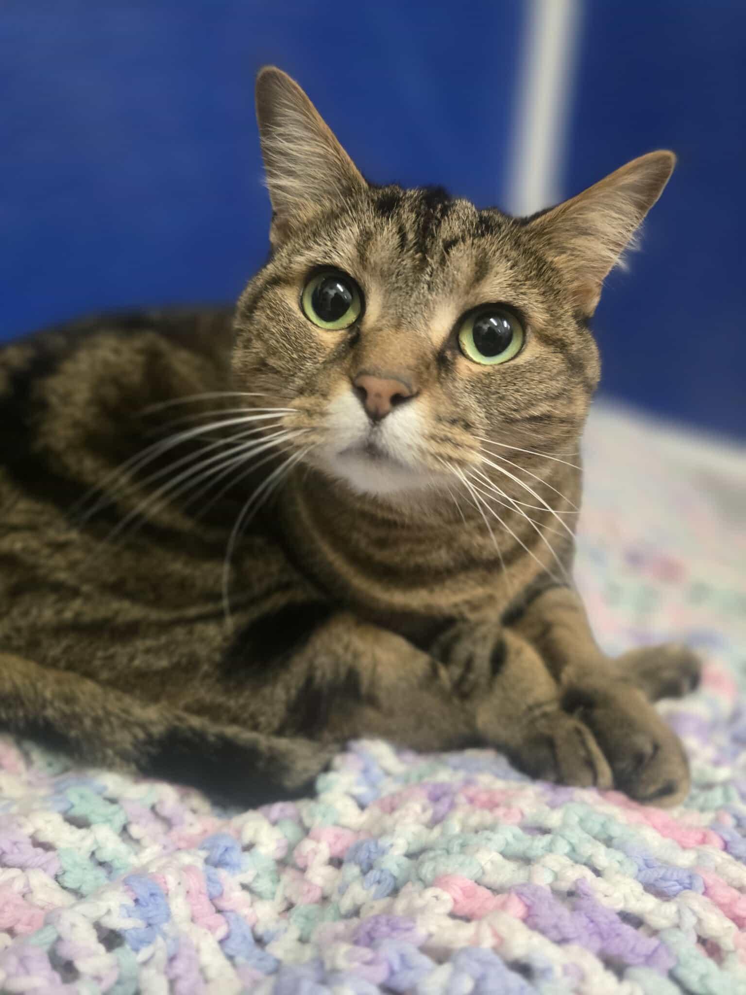 Tiggy, a Adoptable Domestic Short Hair in Rock Falls, IL image 1/4