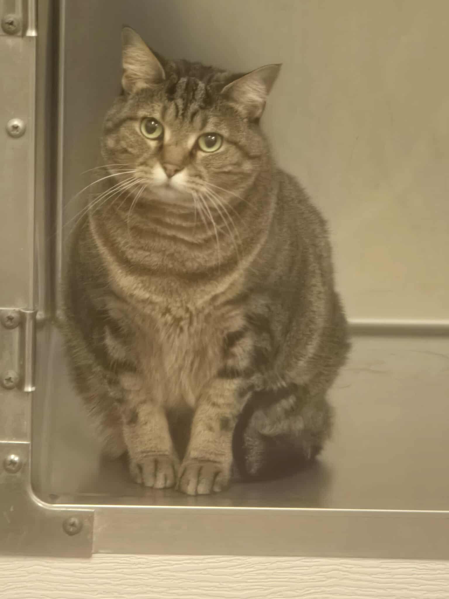 Tiggy, a Adoptable Domestic Short Hair in Rock Falls, IL image 2/4