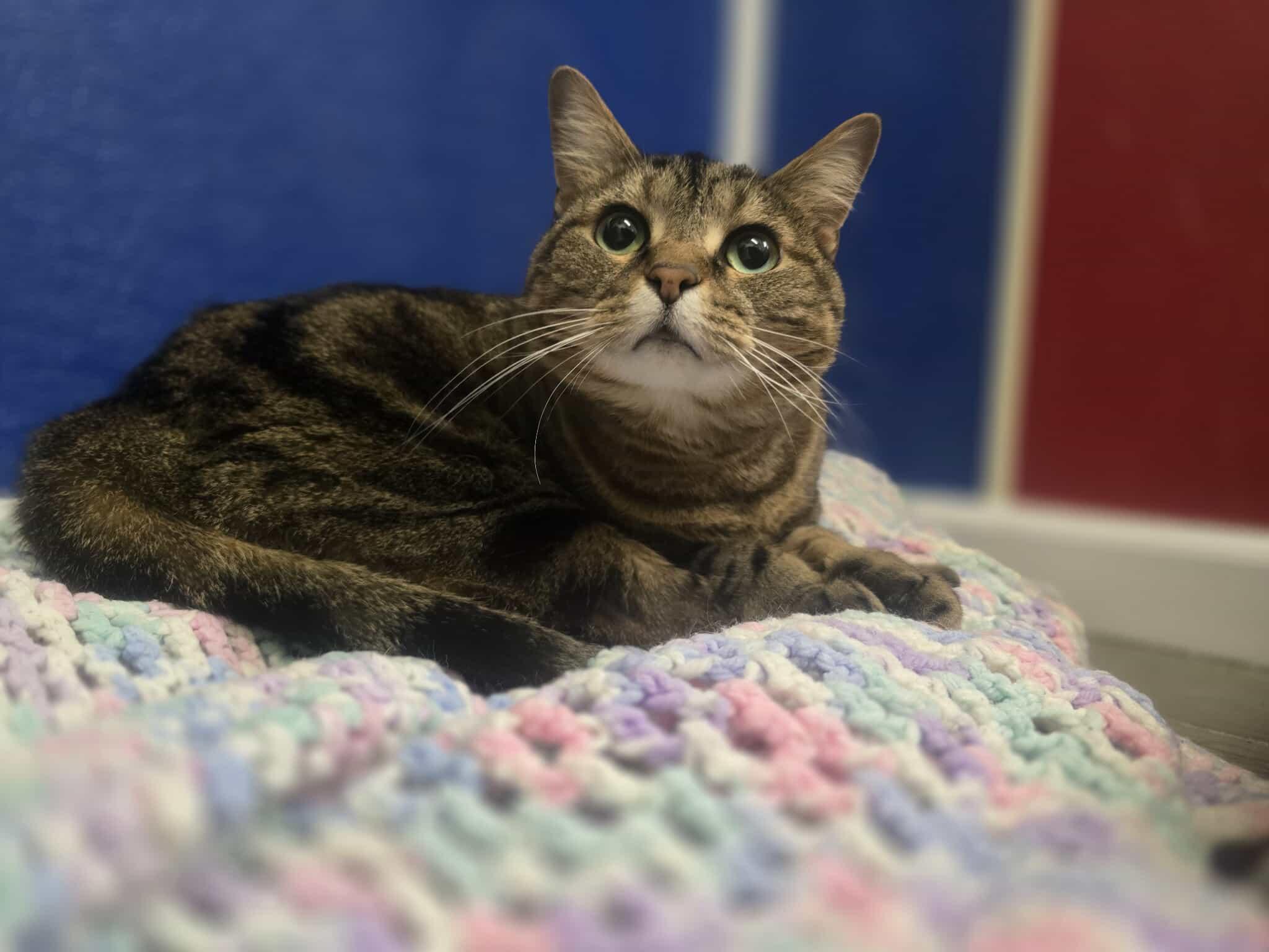 Tiggy, a Adoptable Domestic Short Hair in Rock Falls, IL image 3/4