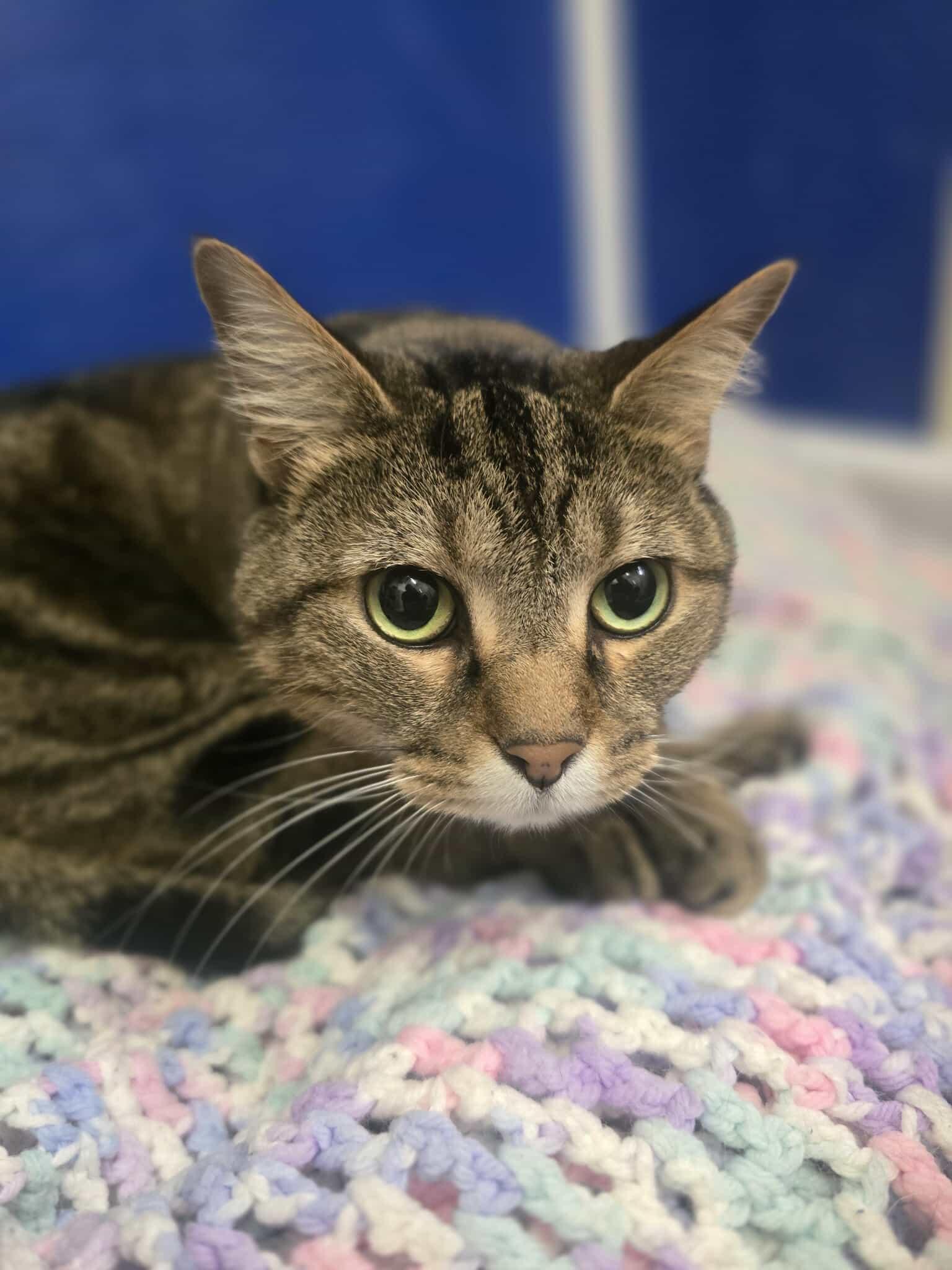 Tiggy, a Adoptable Domestic Short Hair in Rock Falls, IL image 4/4