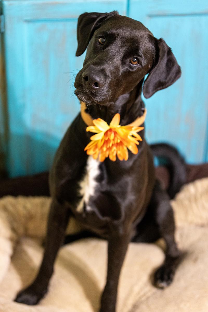 Sugar Daisy 4