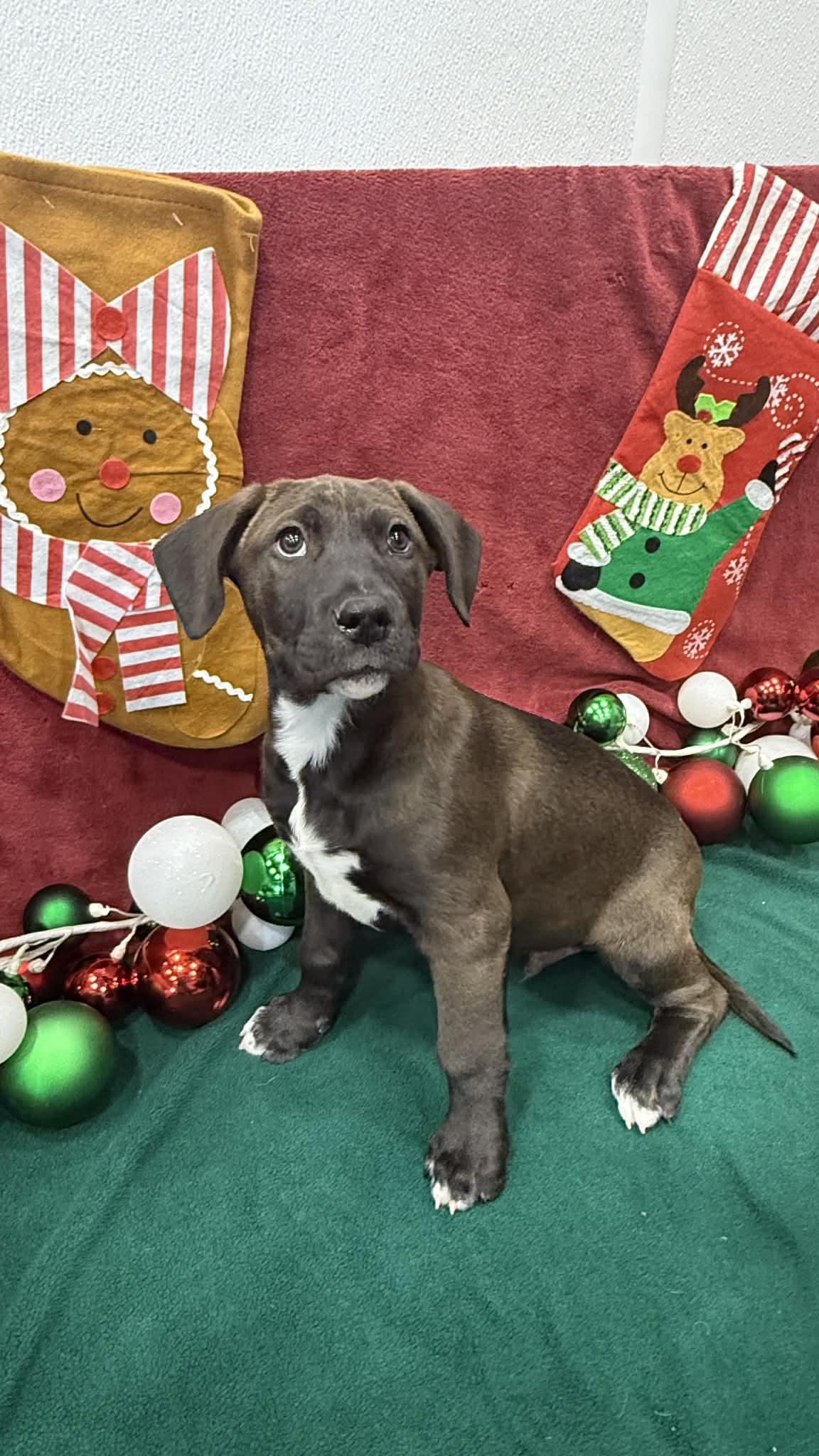 Enlarge Camden, a ADOPTABLE mixed breed in Kalamazoo, MI image 1/1