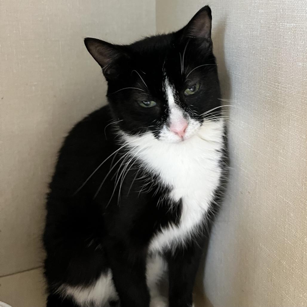 Kwik Star, ADOPTABLE, Young Female Domestic Short Hair.