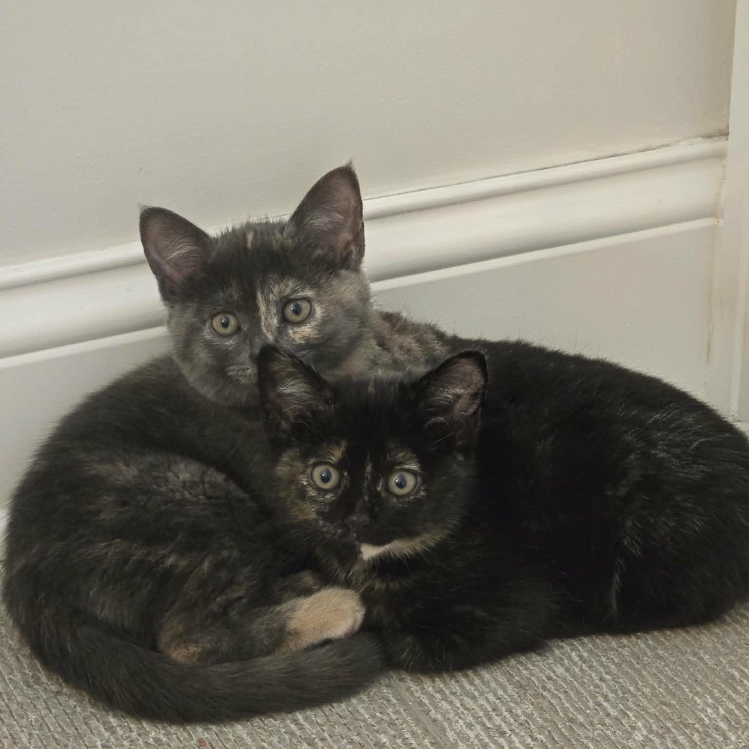 Fava, a Adoptable mixed breed in Chicago, IL image 6/6