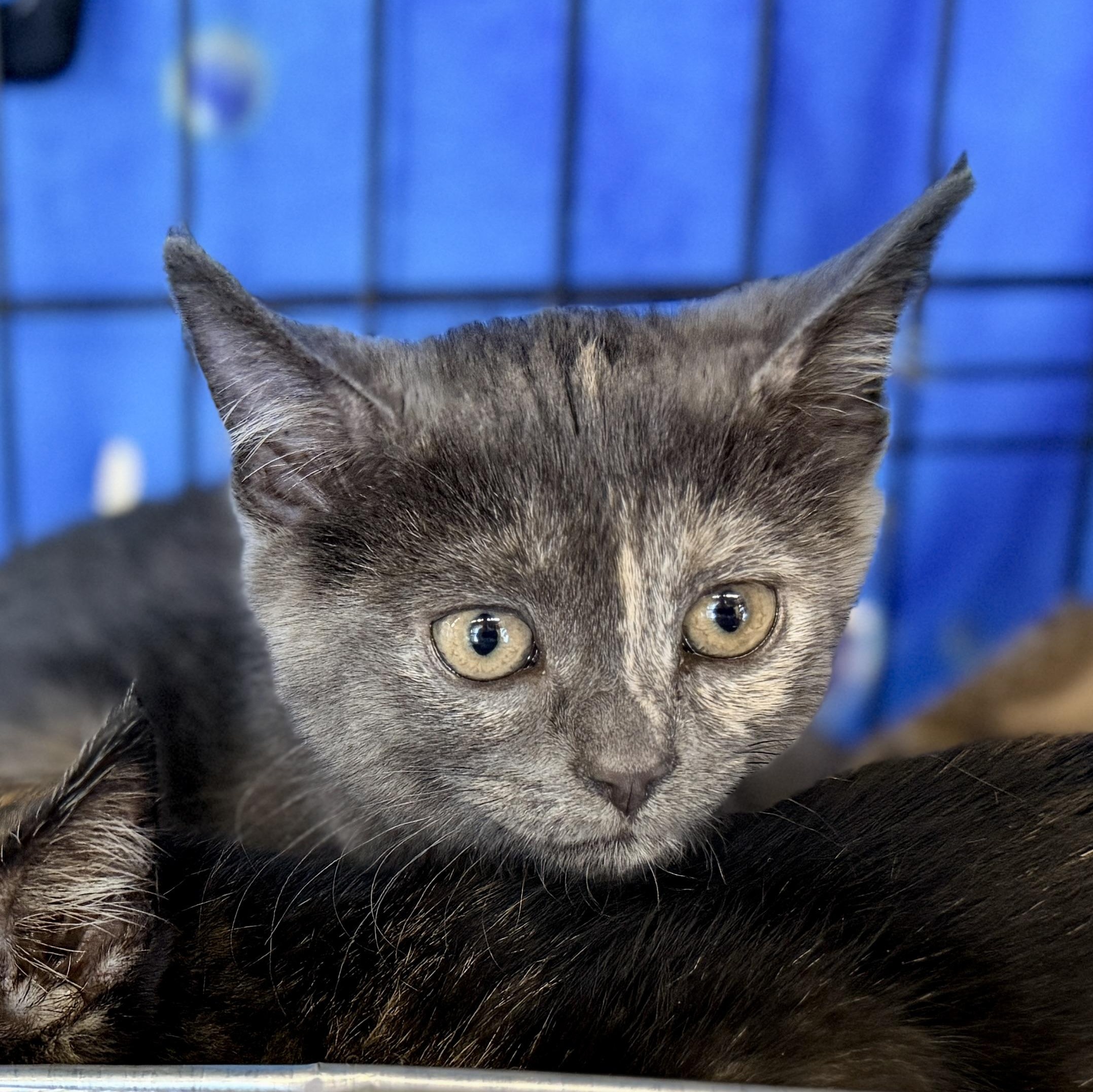 Fava, a Adoptable mixed breed in Chicago, IL image 1/6