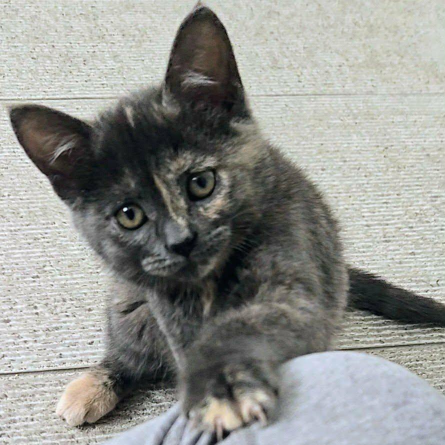 Fava, a Adoptable mixed breed in Chicago, IL image 4/6