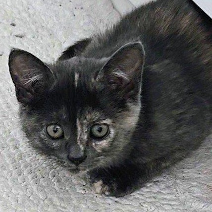 Fava, a Adoptable mixed breed in Chicago, IL image 3/6