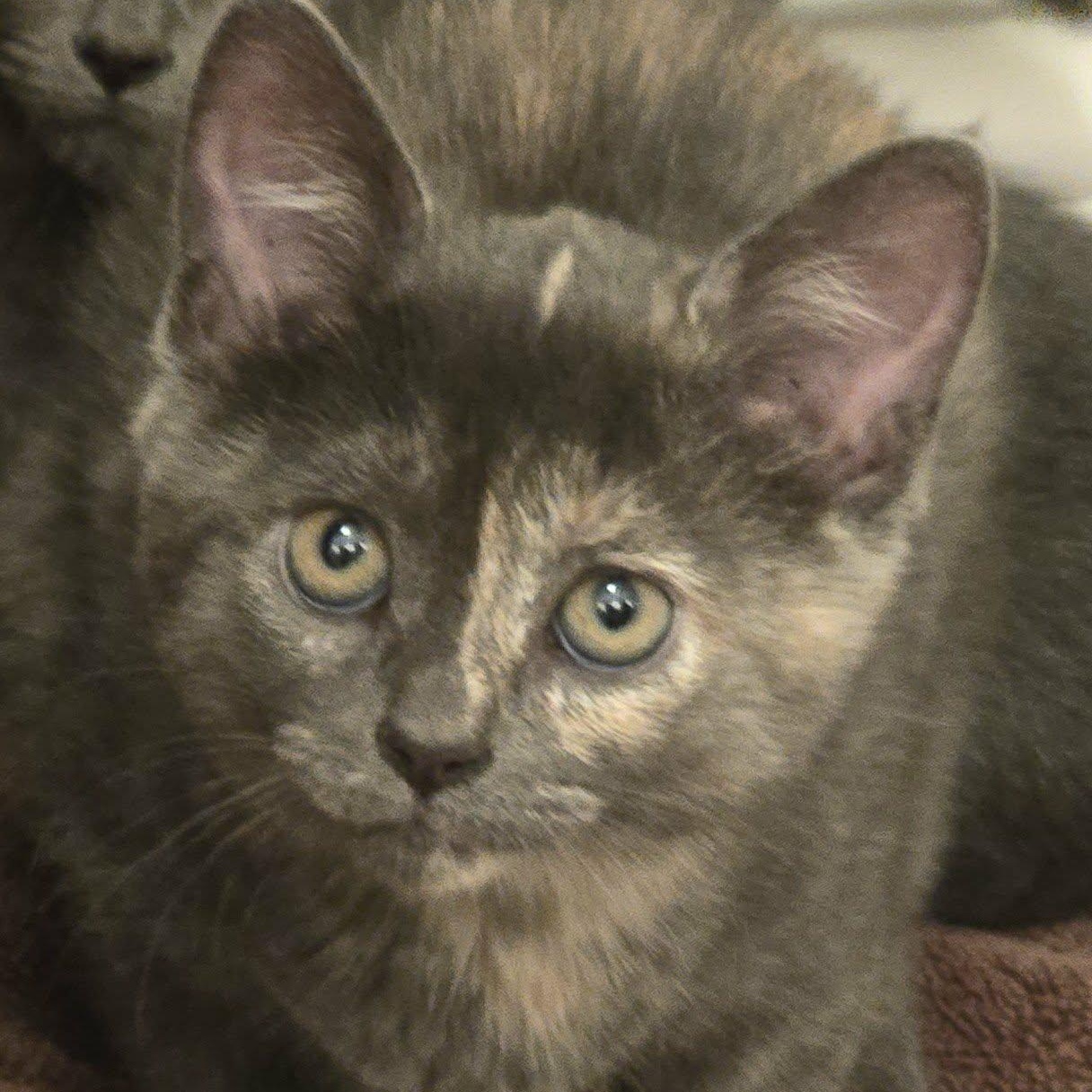 Fava, a Adoptable mixed breed in Chicago, IL image 2/6