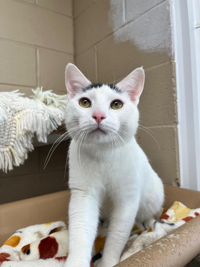 Enlarge Tony, a Adoptable mixed breed in Shorewood, IL image 2/4