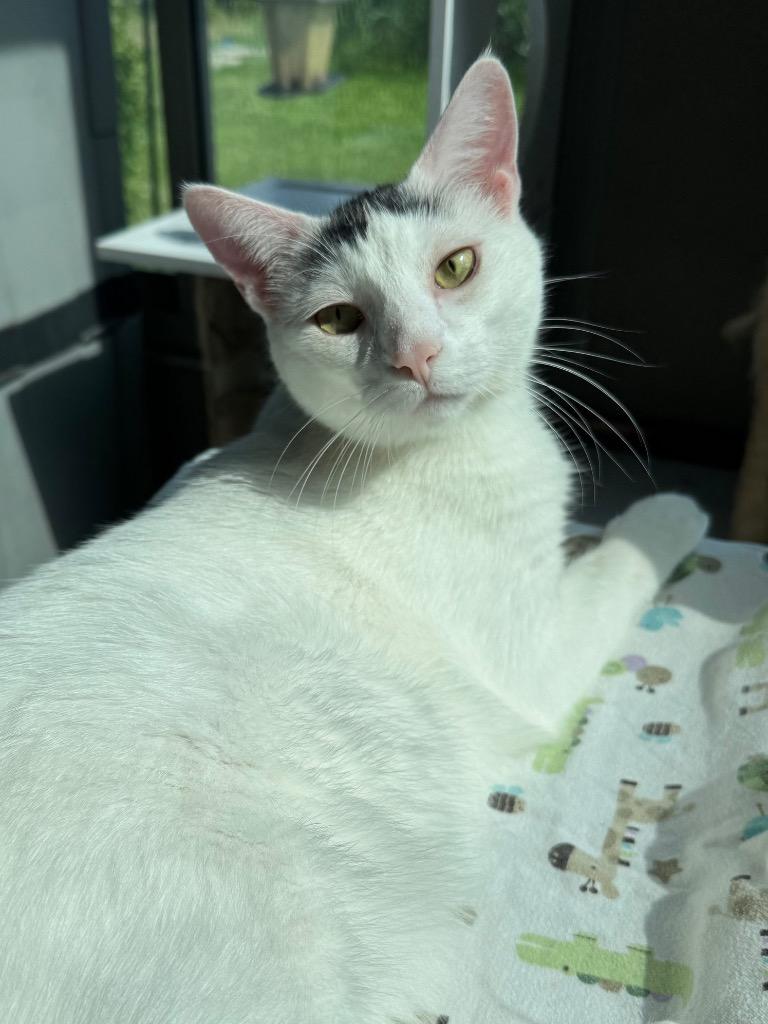 Enlarge Tony, a Adoptable mixed breed in Shorewood, IL image 3/4