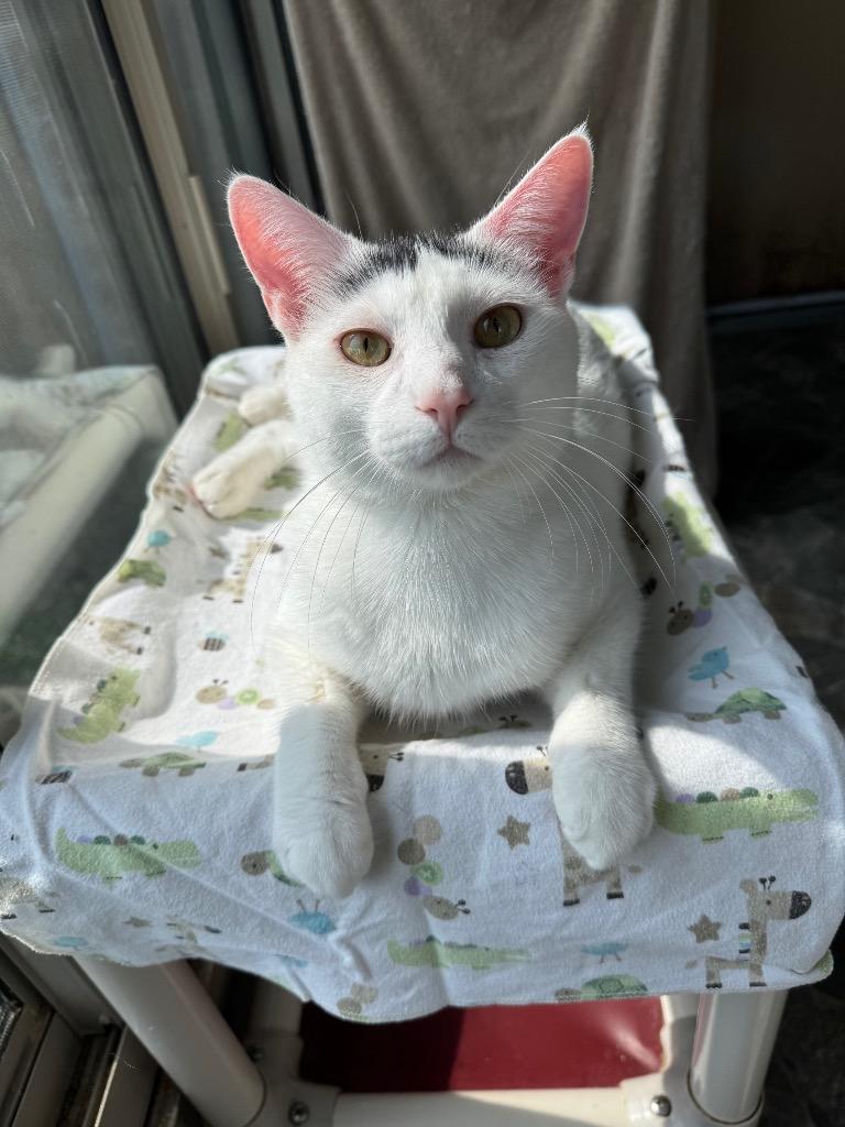 Tony, a Adoptable mixed breed image 4/4