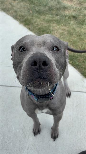 KING, Adoptable, Adult Male Pit Bull Terrier & Xoloitzcuintli / Mexican Hairless.