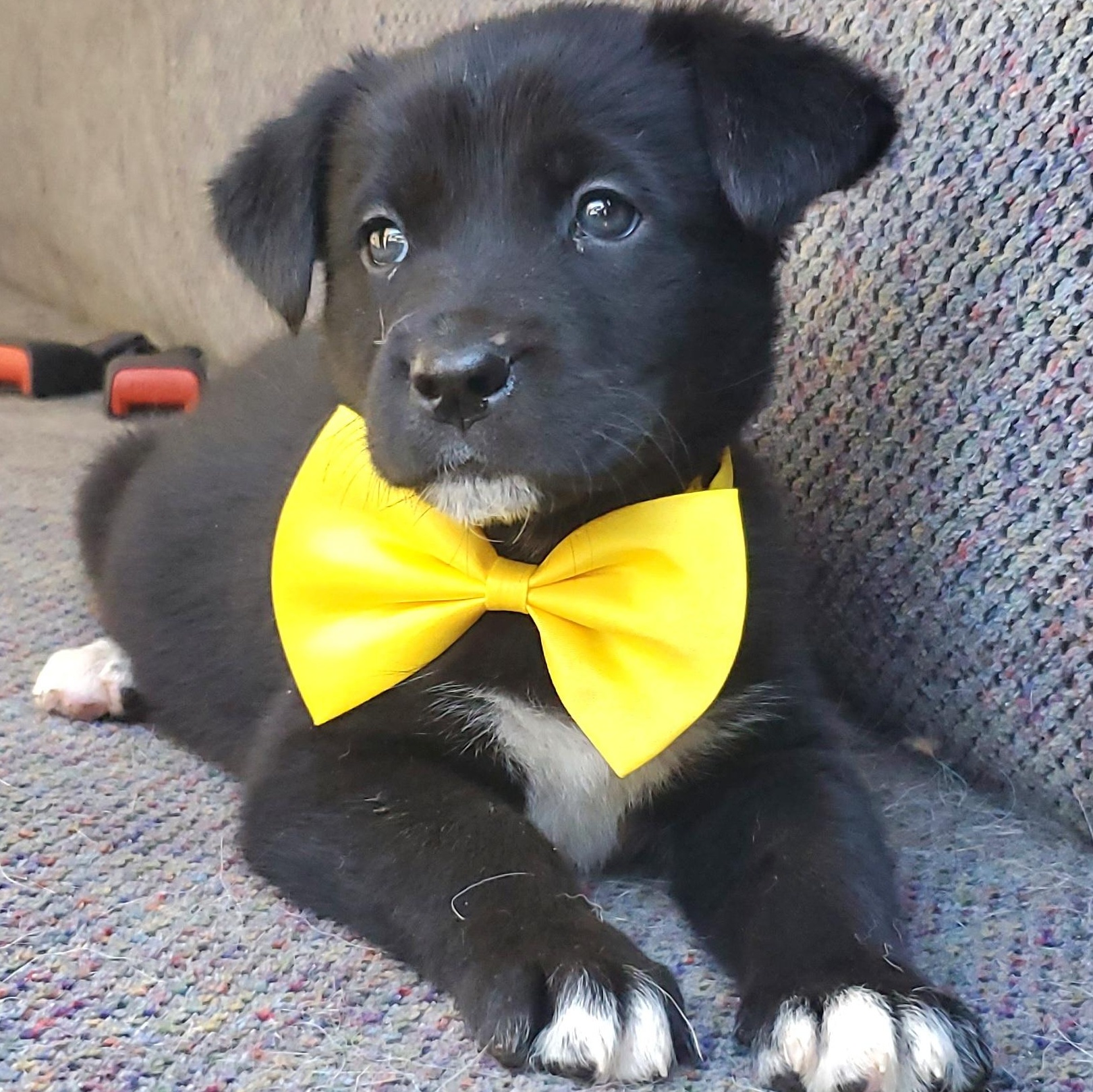 Enlarge Harlow, a Adoptable mixed breed in Gilbert, SC image 5/6