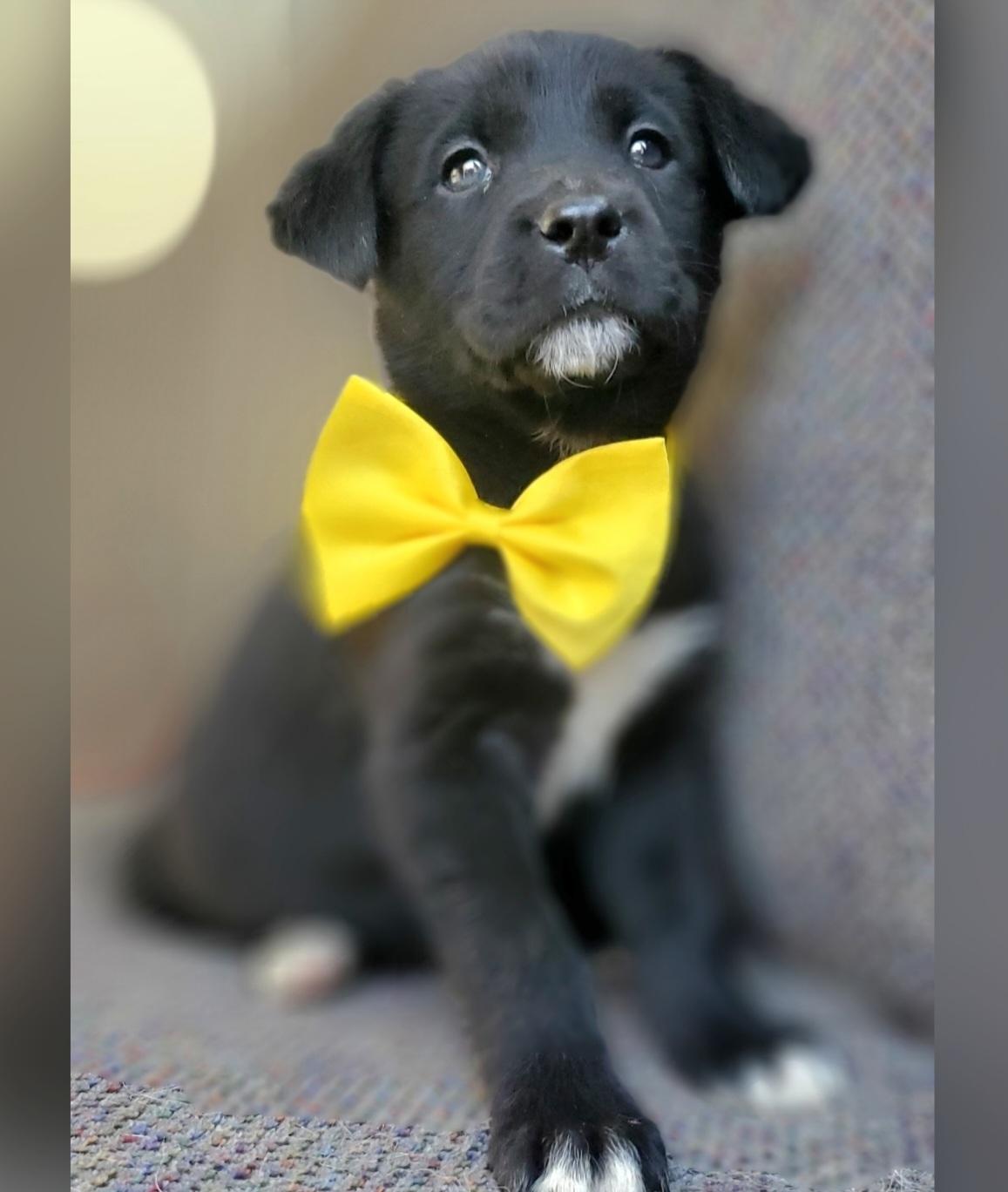 Enlarge Harlow, a Adoptable mixed breed in Gilbert, SC image 3/6