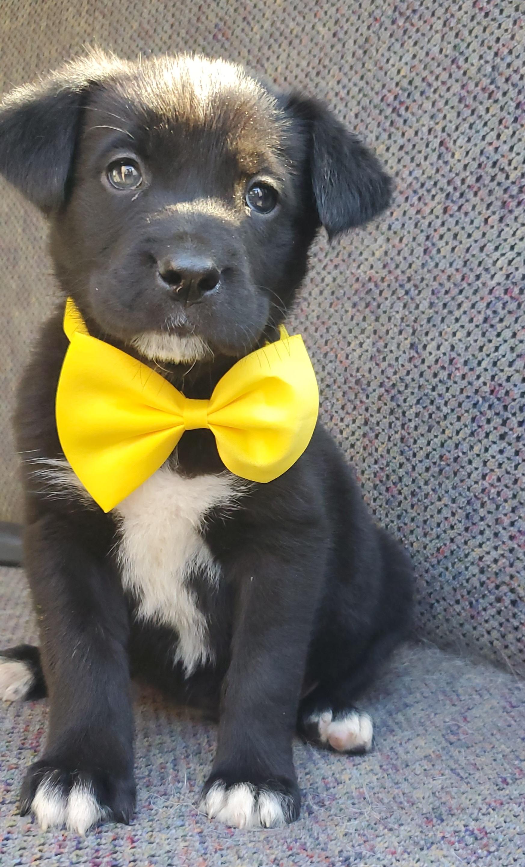 Enlarge Harlow, a Adoptable mixed breed in Gilbert, SC image 6/6