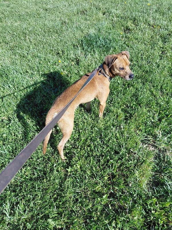 Rusty, Adoptable, Adult Male Mixed Breed & Hound.