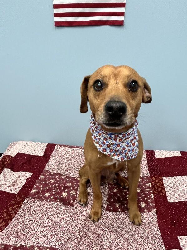 Rusty, a Adoptable mixed breed in bellefontaine, OH image 1/6