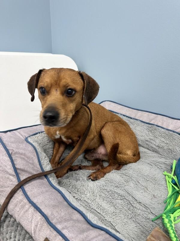 Rusty, a Adoptable mixed breed in bellefontaine, OH image 6/6
