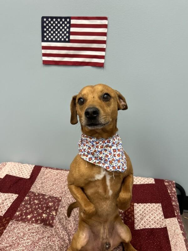 Rusty, a Adoptable mixed breed in bellefontaine, OH image 3/6