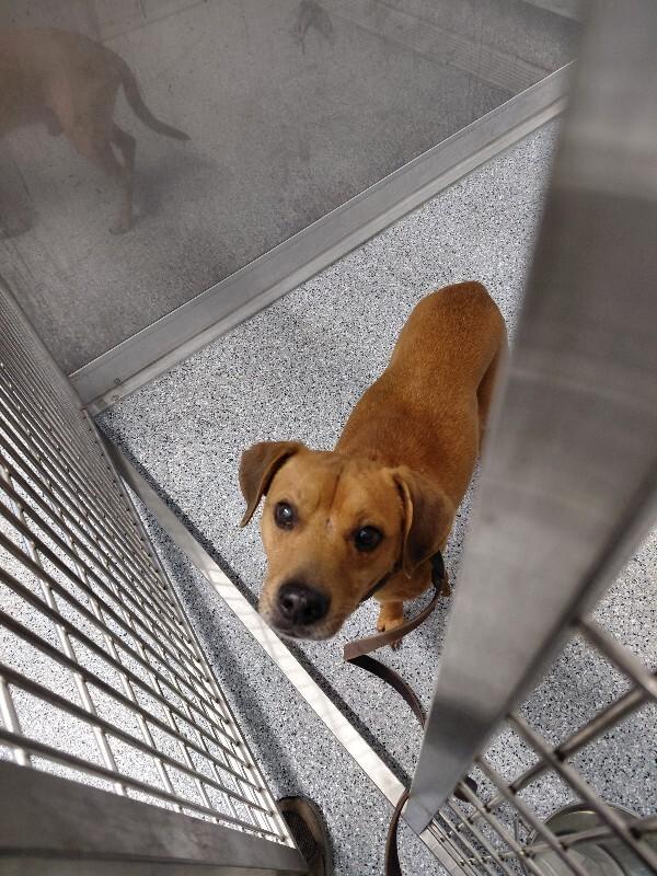 Rusty, a Adoptable mixed breed in bellefontaine, OH image 4/6