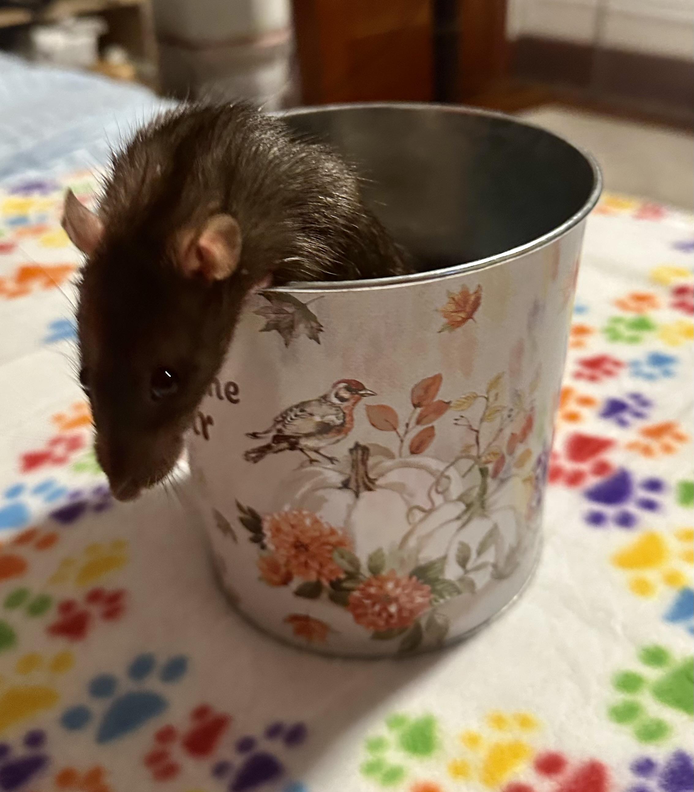 Enlarge Lima Bean and Mystery, a Adoptable Rat in Los Angeles, CA image 3/5