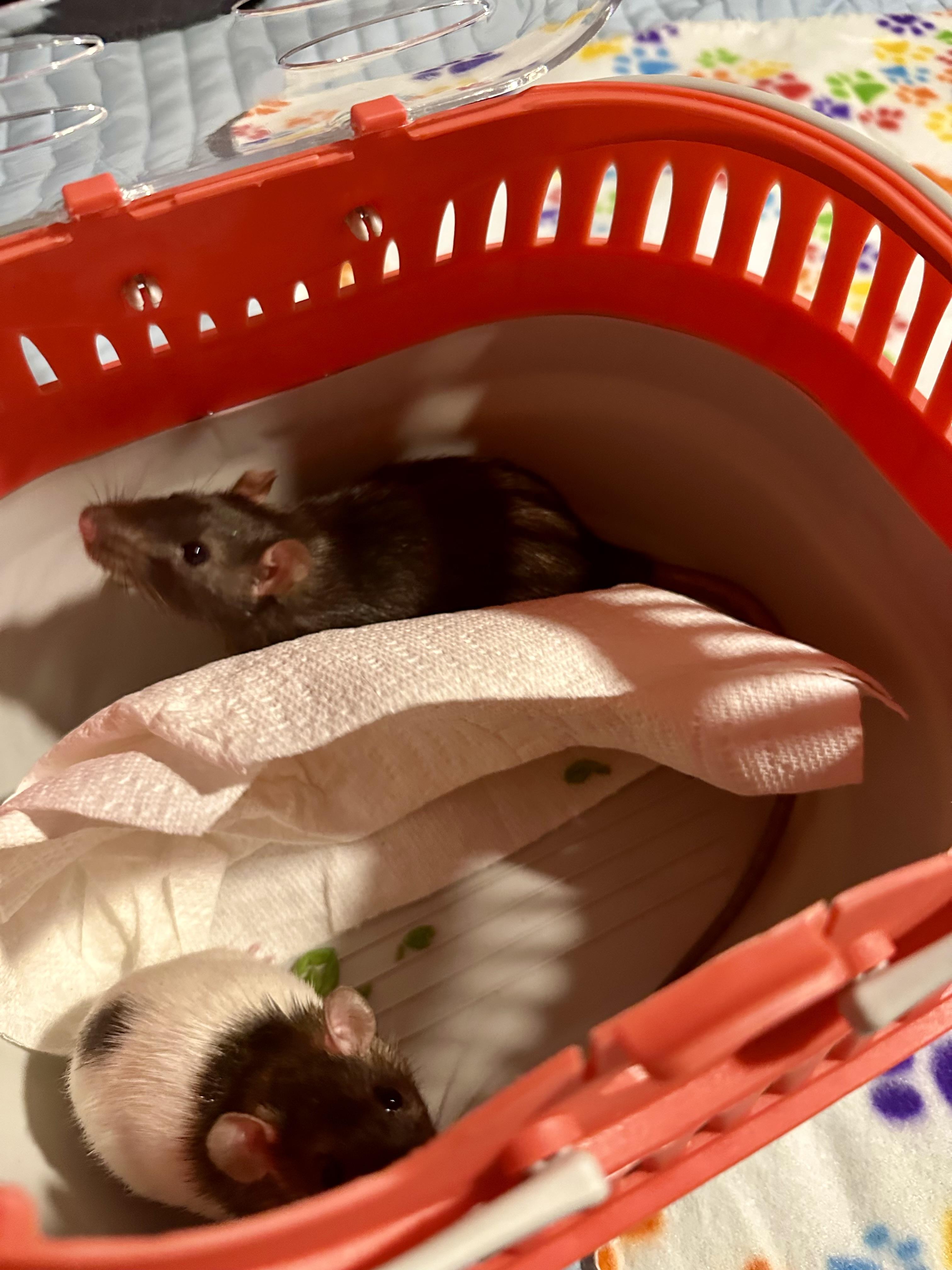 Enlarge Lima Bean and Mystery, a Adoptable Rat in Los Angeles, CA image 5/5