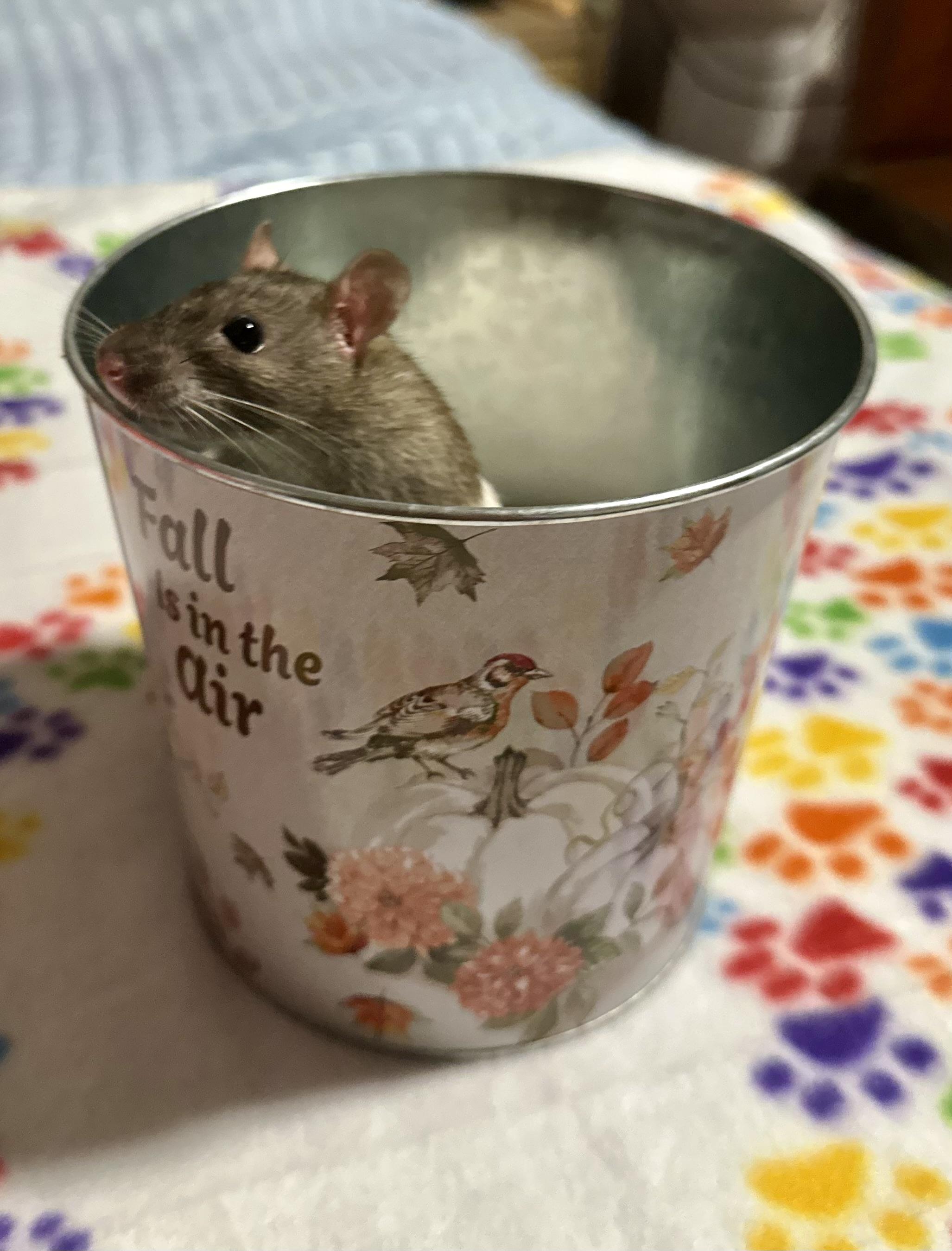 Enlarge Lima Bean and Mystery, a Adoptable Rat in Los Angeles, CA image 2/5