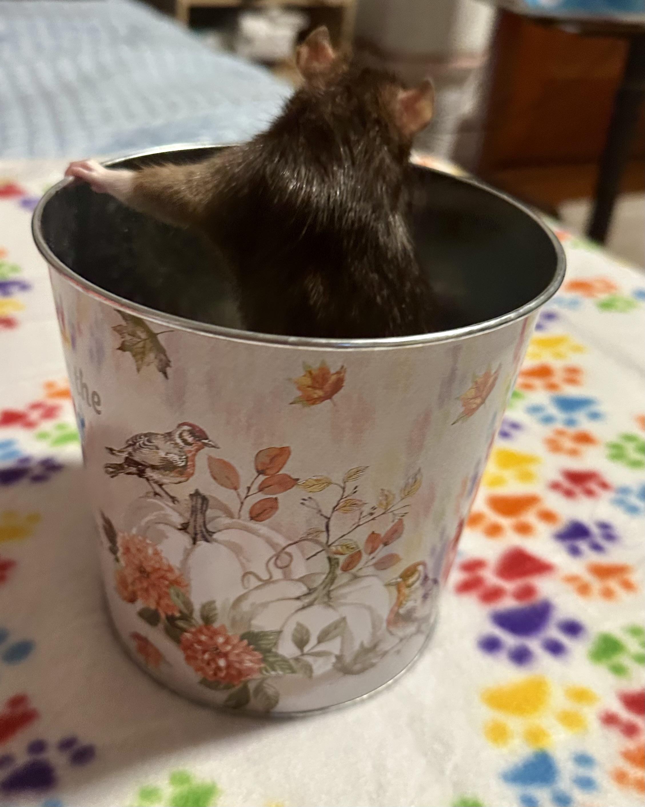 Enlarge Lima Bean and Mystery, a Adoptable Rat in Los Angeles, CA image 4/5