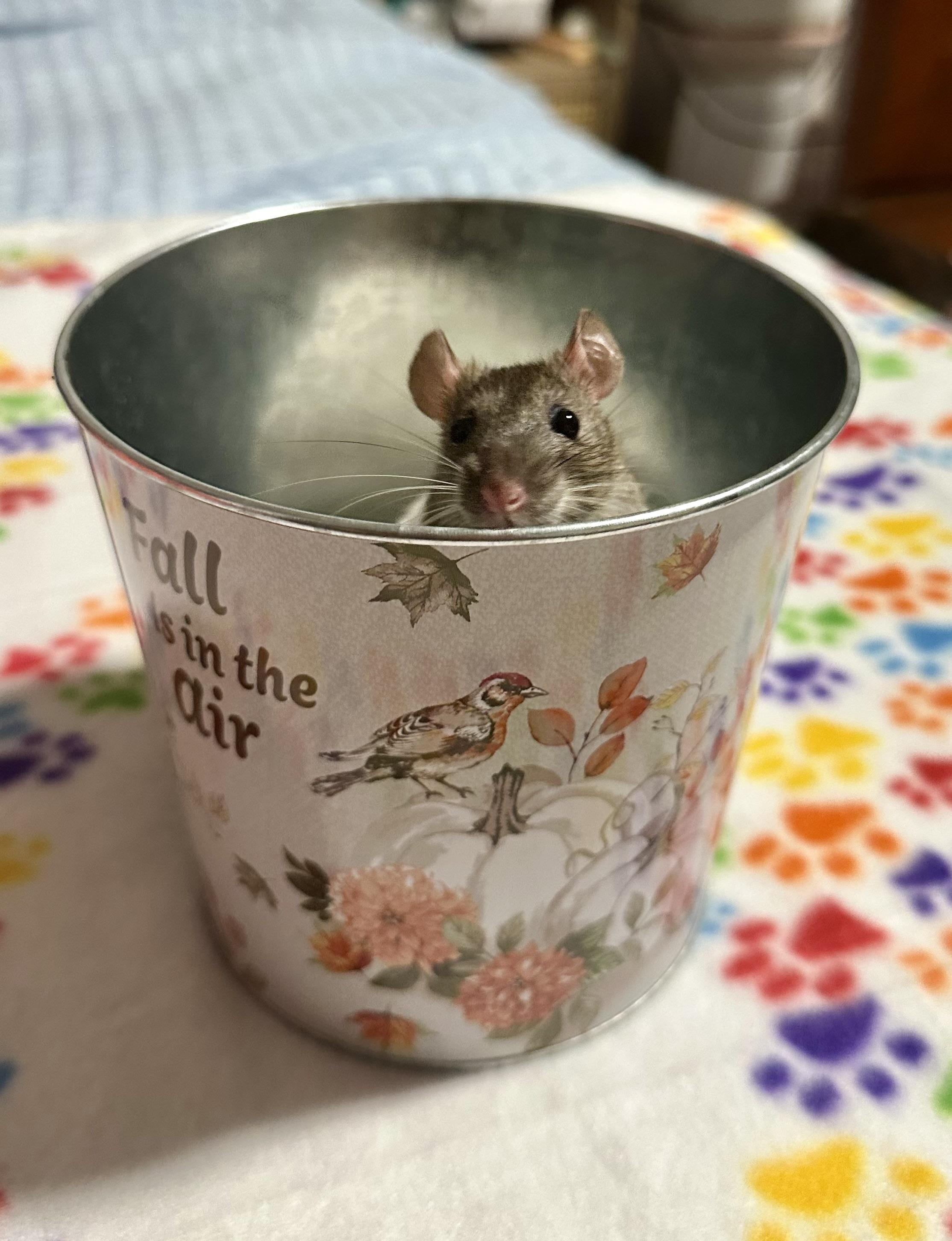 Lima Bean and Mystery, Adoptable, Adult Male Rat.