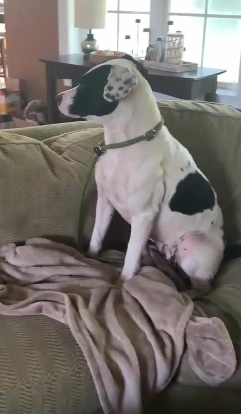 Enlarge Daisy Mae, a Adoptable mixed breed in Rocky Hill, CT image 2/5