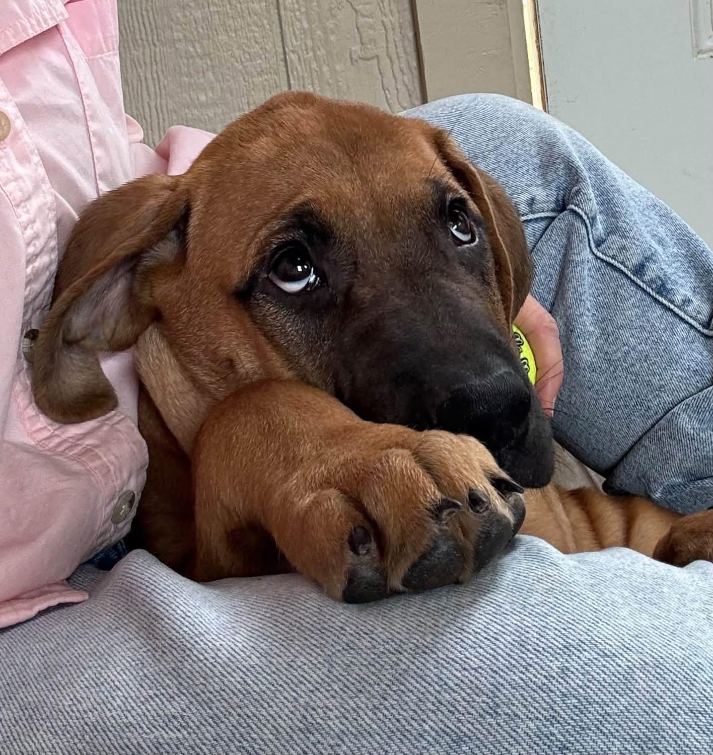Enlarge Grover, a Adopted Rhodesian Ridgeback in Southlake, TX image 2/6