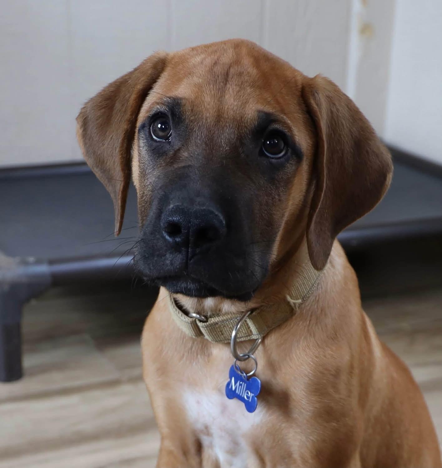Enlarge Grover, a Adopted Rhodesian Ridgeback in Southlake, TX image 1/6